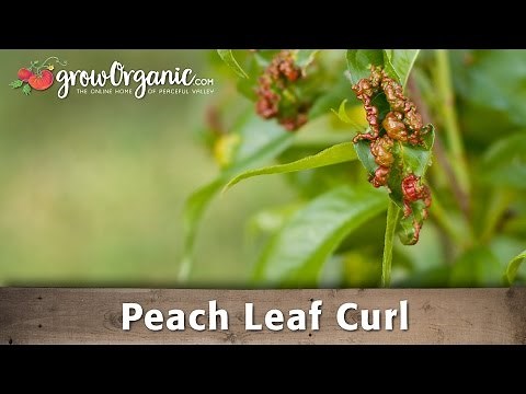 How to Treat Peach Leaf Curl in Your Organic Orchard