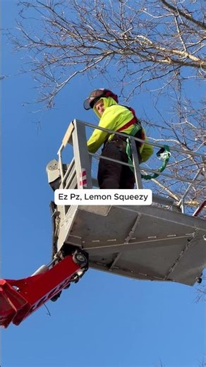 Rescuing a Drone that is Stuck in a Tree #treeexperts