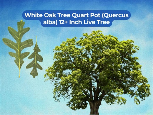 1 White Oak Tree Quart Pot (quercus Alba) 12  Inch Live Tree - Etsy