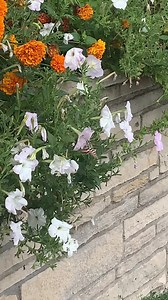 312K views · 10K reactions | The petunias in this planter next to our office parking lot reseed here every year. It’s an urban area with lots of buildings and traffic. But this hummingbird moth found the flowers and is making the most of it! ❤️ There were a lot of small bees and other insects too- a little haven for them among all the cars and concrete. | Garden Gate Magazine | Facebook