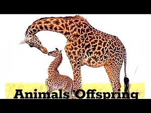 Animals Offspring | Discovering Animal Offspring and the World of Vertebrates and Invertebrates!"