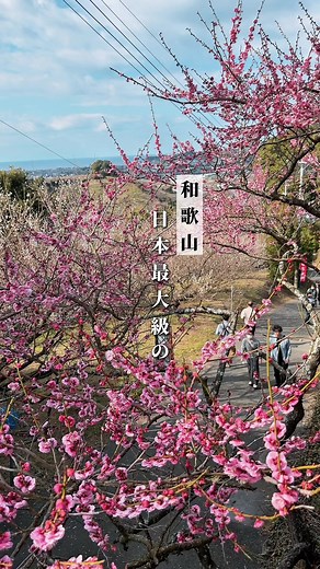 南部梅林の魅力と訪問ガイド
