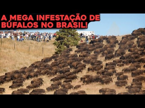 A MEGA INFESTAÇÃO DE BÚFALOS QUE ESTÁ ASSUSTANDO FAZENDEIROS NO BRASIL