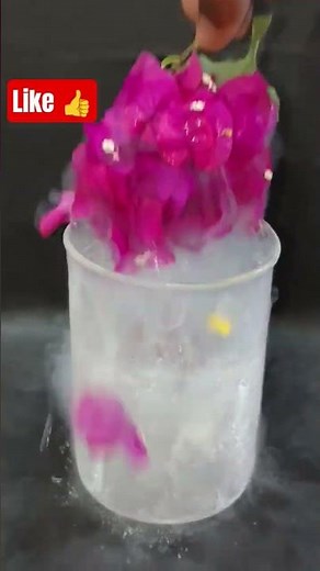 paper flower 🌸 Vs liquid nitrogen 🌧️ #youtubeshorts #experiment #viral #youtube #hydraloop