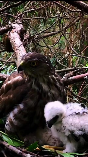 Northern goshawk Birds | Review Birds News