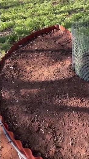 Planting in our keyhole garden (April 12, 2024) #keyholegarden