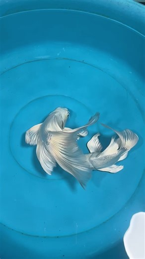 ทำไมตัวสั้นแปลกๆ😅 #คราฟจักรพรรดิ์ #วัยรุ่นปลาคราฟ