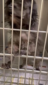 This is BOLT (ID# A024753) He is currently on the Urgent list as Rescue only due to a parvo exposure quarantine! He’s a 4 year old neutered male Yorkshire Terrier who was first found near JONESBORO RD in Clayton county. He’s high-energy, people-friendly, dog-friendly, and very sweet. He’s currently located at our Adoption Center in Ellenwood. | Clayton County Animal Control