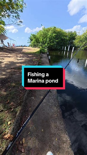 Tarpon Fishing at a Marina Pond