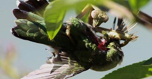 Praying mantises regularly hunt and kill small birds