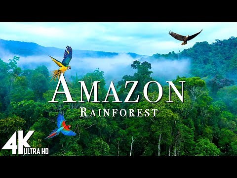 🌿Amazon Wildlife 4K UHD - Part 2 | Jungle Animals of the Rainforest | Relaxing Nature Film for Sleep