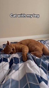 Why? 🥲 | Apollo Kitty Cat