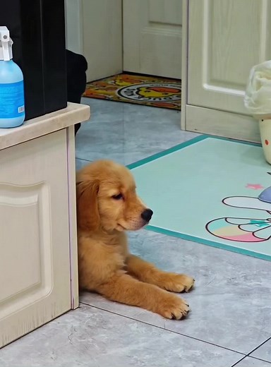 Dramatic Dog Injuries: Hilarious Reactions and Behaviors