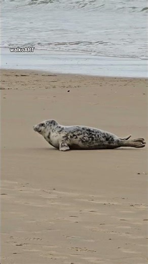 Robben zu Besuch am Strand von Oostende * Seals Ostend Beach #shorts