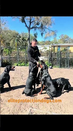 Elite Protection Dobermans |Power, Precision, and Obedience