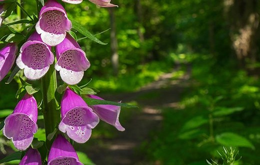 The incredible tale of the foxglove, from curing to disease to inspiring Van Gogh’s most striking paintings