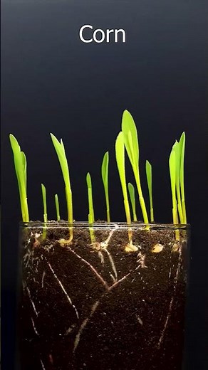 Corn growing time lapse