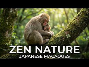 🐒 Wild Japanese Macaque Families in 4K | Relaxing Nature Sounds & Grooming | PUNCH
