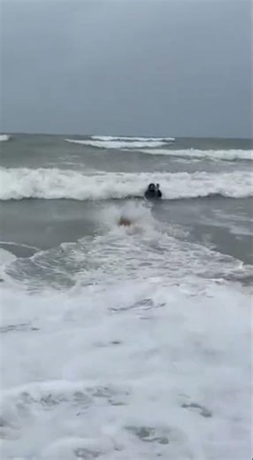 Dog Saves Drowning Swimmer! #dog #waves #nature #human