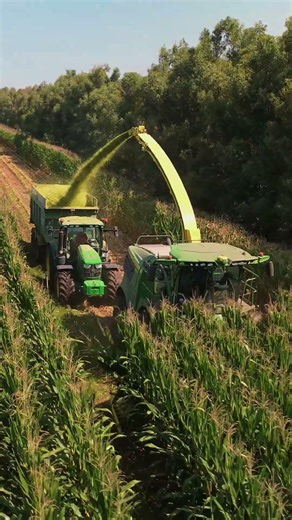 Tractors Cutting Corn 🚜🌽