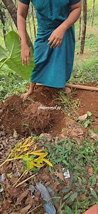 1.1M views · 13K reactions | കാച്ചിലങ്ങ് പുഴുങ്ങിയാലോ  | Sheena Philip Philip | Facebook