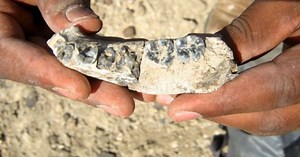 Descoberto fóssil humano mais antigo com 2,8 milhões de anos