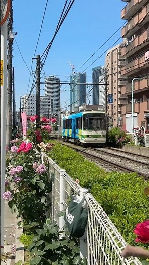 都電荒川線 さくらトラム 8505