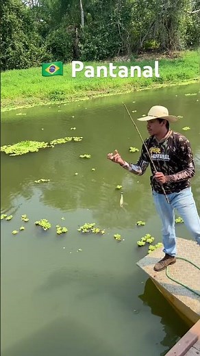 O guia chamou e eles vieram! Jacarés do Pantanal 🐟🐊 #shorts #jacaré #pantanal