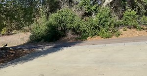 Getting inspiration for a new print Q U A I L S ! #birdwatching #conservation #nwf #permaculture #wildlife #backyardbirds | bungalow360