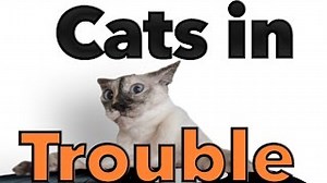 N2 Cat Crew - Cats in Trouble