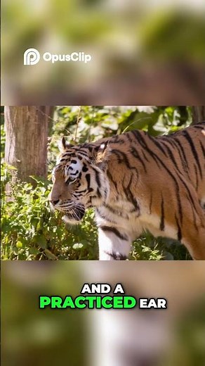 Inside the Siberian Tiger’s World – Life of the Amur Tiger