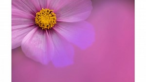 3K views · 27 reactions | Kathleen Clemons Photography creates stunning floral close-ups with gorgeous mood and atmophere using the OMNI Color Expansion Pack. Available for pre-order now: https://lensba.by/OMNIColorPack | Lensbaby | Facebook