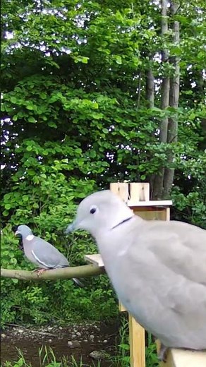 Türkentaube und Ringeltaube am Futterhaus! #birds #tauben #wildlife