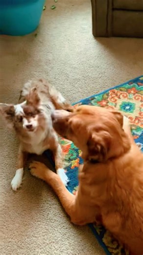 A little throwback to introduce you to our big Gus if you’ve never had the pleasure🥰 Gussy was Nora’s protector and teacher and this was one of the last videos of them playing before he passed🪽 He was such a patient and gentle giant. We miss him so much ❤️‍🩹 Wait for the end, Nora clearly gives him a kiss😘 #powerofpositivity #noeyesnoproblem #miniaussies #gentlegiant #fyp #belikenora #miniaussies #miniaustralianshepherd #blinddog #bigbrother | Nora Jane