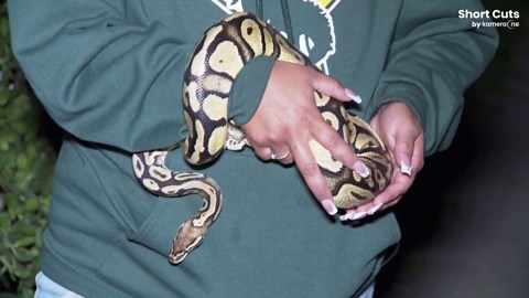 Missing pet python reunited with California family after 7 weeks