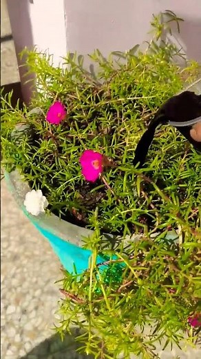 How to use kelp fertilizer for plants #shorts #kelp #organicgardening