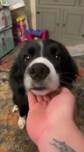 There are two types of dog. | The Dog's Bollocks