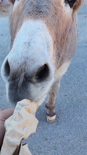 33K views · 1.5K reactions | Welcome to Oatman Arizona and the Wild Burros | Route 66 Road Relics | Facebook