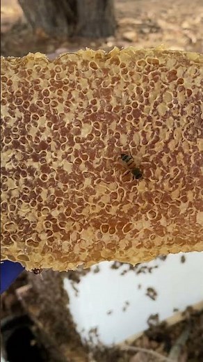 What Capped Honey Looks Like #vegasbees #bees