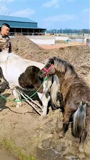 Woman and Her Horses – A Beautiful Farm Journey