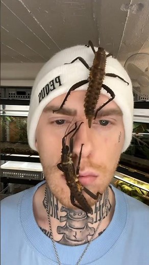 Bugs Evolution Part 2