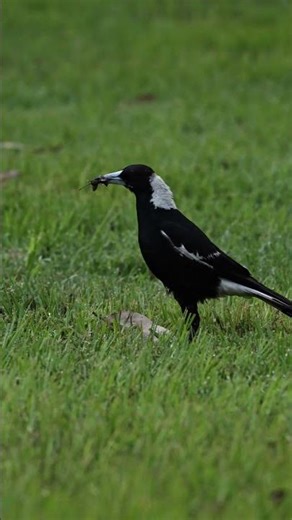 Magpie Caught Something! | Birds Hunting in the Wild | Backyard Birdwatching Videos | Birds Eating