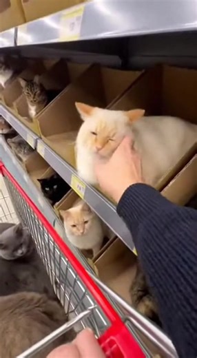 Cute Cats at the Shop: A Must-See for Cat Lovers