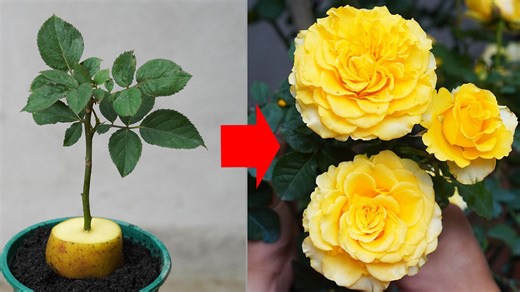 91K views · 1.4K reactions | How to GROW Roses with POTATOES! Easy Gardening Hack! | Great DIY Idea | Facebook