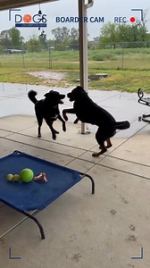 3.5K views · 93 reactions | Military pet Shadow is enjoying a romp in the rain with his DoD Boarder's dog! ️ Help us create more joyful moments like this. Become a Dogs on Deployment Boarder and provide a temporary home for the pets of deployed service members! : https://www.dogsondeployment.org/signup #DogsonDeployment #Shadow #Foster #MilitaryPets #DoDBoarder | Dogs on Deployment | Facebook