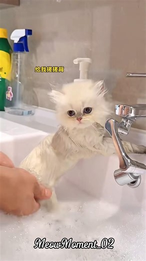 Tiny kitten’s bath time 🐱🛁😍 #cute #kitten #cat