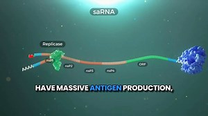 🚨Self-Amplifying (Replicon) mRNA Injections Are Actively Being Deployed Worldwide Despite Serious Safety Concerns 📍APR 2025 - U.S. FDA fast tracks Gates & BARDA- funded self-amplifying mRNA bird flu injection (Arcturus Therapeutics - ARCT - 2304) 📍FEB 2025 - EU approves COVID-19 samRNA injection (Arcturus Therapeutics - ARCT-154) 📍NOV 2024 - U.S. FDA authorizes trial for H5N1 bird flu samRNA injection (Arcturus Therapeutics - ARCT - 2304) 📍NOV 2023 - Japan fully approves COVID-19 samRNA inj