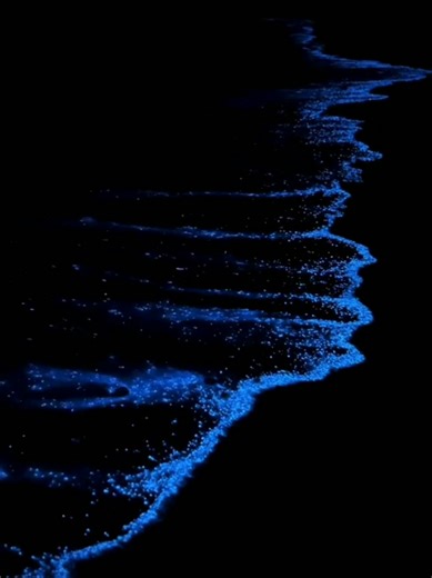 Explore Bioluminescent Beaches: Sea of Stars Adventure