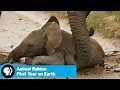 Baby Safina Takes a Tumble | Animal Babies: First Year on Earth | PBS | WPBS | Serving Northern New York and Eastern Ontario