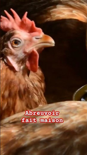 ABREUVOIR POULES FAIT MAISON